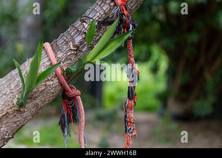 Cordes effilochées attachées autour d'un tronc d'arbre, signe de connexion et d'endurance dans la nature. Banque D'Images