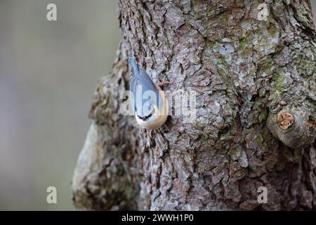 Une Nuthatch commune grimpant un tronc d'arbre. Comté de Durham, Angleterre, Royaume-Uni. Banque D'Images