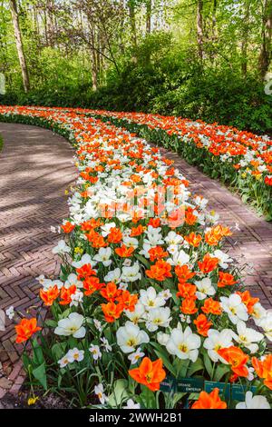 Fleurs de tulipes orange (« Orange Empereur ») et blanches affichées en rangées courbes fleurissant dans les jardins de Keukenhof, lisse, Hollande au printemps Banque D'Images