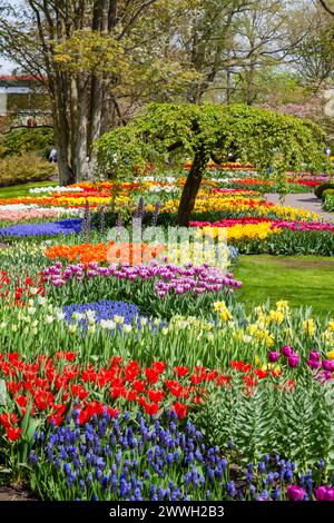 Parterres de fleurs colorées avec de jolies expositions de fleurs aux couleurs vives, tulipes mélangées fleurissant dans les jardins de Keukenhof, lisse, Hollande au printemps Banque D'Images