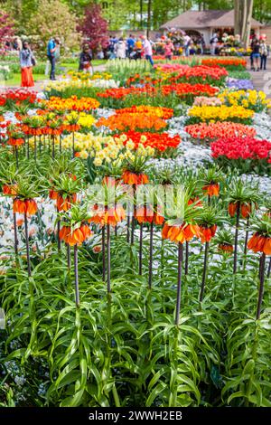 Exposition de fritillaires impériaux oranges et jaunes, tulipes, jonquilles et blanda à l'anémone blanche dans un parterre de fleurs, jardins de Keukenhof, lisse, Hollande Banque D'Images