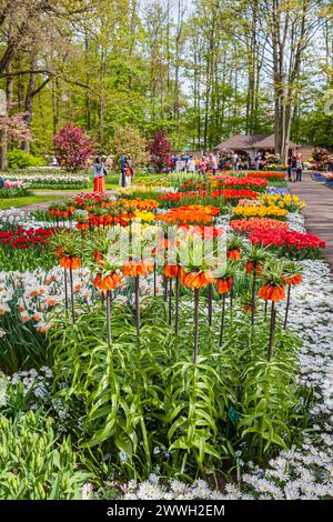 Exposition de fritillaires impériaux oranges et jaunes, tulipes, jonquilles et blanda à l'anémone blanche dans un parterre de fleurs, jardins de Keukenhof, lisse, Hollande Banque D'Images