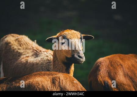 Moutons du Cameroun Banque D'Images