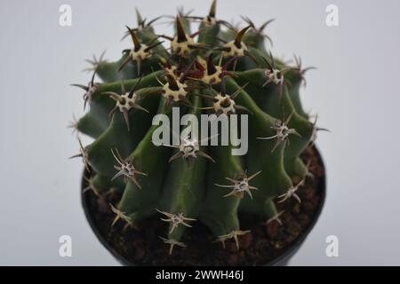 Plantes d'intérieur, un grand et large cactus vert avec de longues épines. Un cactus intéressant pousse dans un pot en plastique gris. Banque D'Images