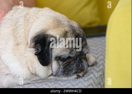 Vieux chien de carlin dormant au soleil. 1 Banque D'Images