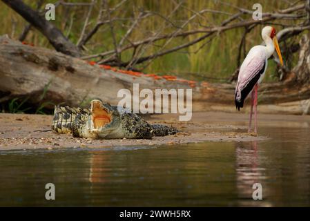 - Le crocodile du Nil Crocodylus niloticus grand natif de crocodiliens dans les habitats d'eau douce en Afrique, portant sur le bord de la rivière et de l'ouverture de la bouche avec une grande te Banque D'Images