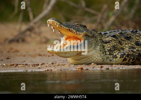 - Le crocodile du Nil Crocodylus niloticus grand natif de crocodiliens dans les habitats d'eau douce en Afrique, portant sur le bord de la rivière et de l'ouverture de la bouche avec une grande te Banque D'Images