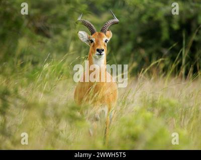 Ougandais kob - type d'antilope Kobus kob thomasi, trouvée en Afrique subsaharienne au Soudan du Sud, en Ouganda et au Congo, brun rougeâtre, sur les armoiries de Banque D'Images