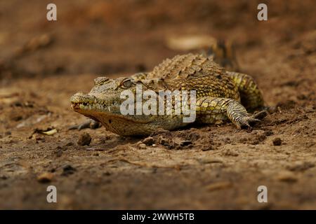 - Le crocodile du Nil Crocodylus niloticus grand natif de crocodiliens dans les habitats d'eau douce en Afrique, portant sur le bord de la rivière et de l'ouverture de la bouche avec une grande te Banque D'Images