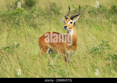 Ougandais kob - type d'antilope Kobus kob thomasi, trouvée en Afrique subsaharienne au Soudan du Sud, en Ouganda et au Congo, brun rougeâtre, sur les armoiries de Banque D'Images