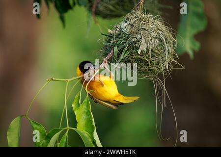 Tisserand à tête noire ou tisserand à dos jaune - Ploceus melanocephalus, oiseau jaune avec la tête noire dans la famille des Ploceidae, construire le nid suspendu à partir de Banque D'Images