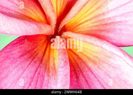 Plumeria Blossom gros plan, Macro. Banque D'Images