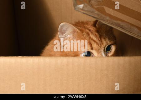 Un chat au gingembre, caché dans une boîte en carton, surveille soigneusement et avec prudence la cible depuis une cachette. Gros plan. Banque D'Images