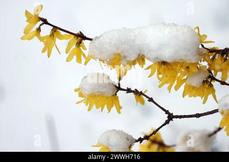 24 mars 2024, Bavière, Stötten : les fleurs de forsythia sont recouvertes de neige fraîche. Photo : Karl-Josef Hildenbrand/dpa Banque D'Images