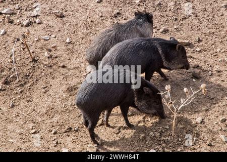 Groupe de pécaires à collier en gros plan le jour ensoleillé Banque D'Images