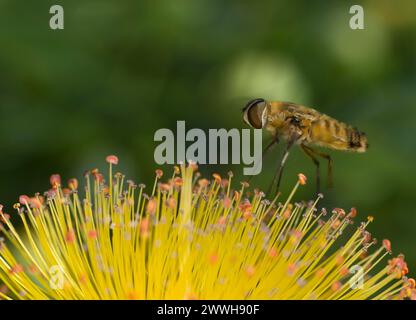 Mouche Hottentot (Villa hottentotta) de la famille des Bombyliidae sur une fleur de millepertuis, Valais, Suisse Banque D'Images
