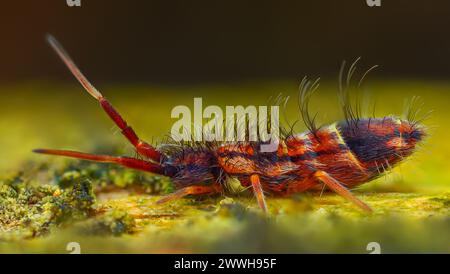 Springtail mince - Orchesella flavescens sur bois, gros plan photo Banque D'Images