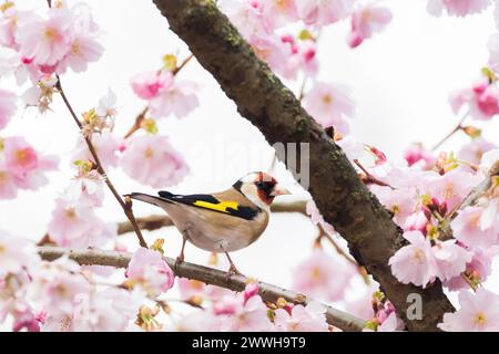 Palustre d'or européen (carduelis carduelis) sur une branche avec des fleurs de cerisier en vue sur un fond flou, Hesse, Allemagne Banque D'Images