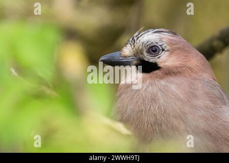 Gros plan d'un jay (Garrulus glandarius), portrait animal, Hesse, Allemagne Banque D'Images