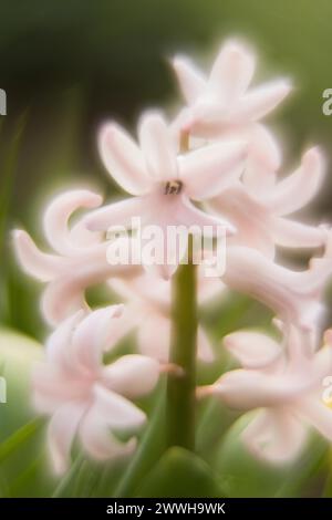 Gros plan d'une délicate fleur rose, jacinthe de jardin (Hyacinthus orientalis) avec une mise au point douce et une atmosphère printanière, Hesse, Allemagne Banque D'Images