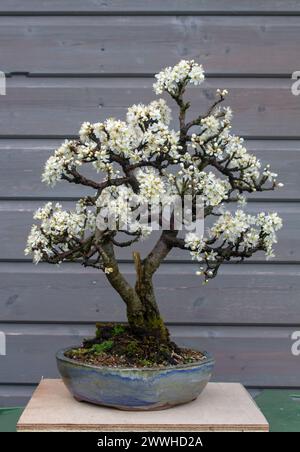 Détail d'un beau spécimen de bonsaï de blackthorn n fleur de printemps cultivé par un passionné de bonsaï en Irlande du Nord. Environ 40 ans. Banque D'Images