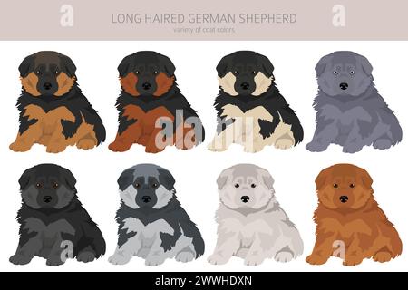 Chien berger allemand à poils longs chiot dans différentes couleurs de pelage clipart. Illustration vectorielle Illustration de Vecteur