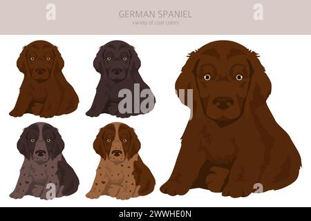 Clipart de chiot d'épaniel allemand. Différentes poses, couleurs de manteau définies. Illustration vectorielle Illustration de Vecteur