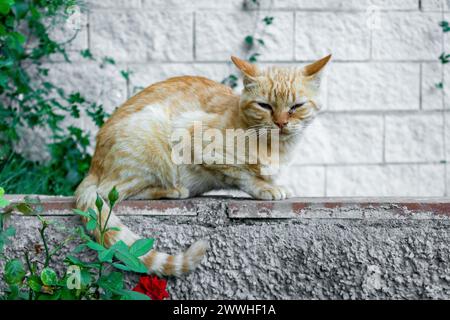 Petit chat rouge et blanc triste assis sur un mur de pierre, avec les yeux plissés, parmi les fleurs roses avec un mur de briques claires en arrière-plan Banque D'Images