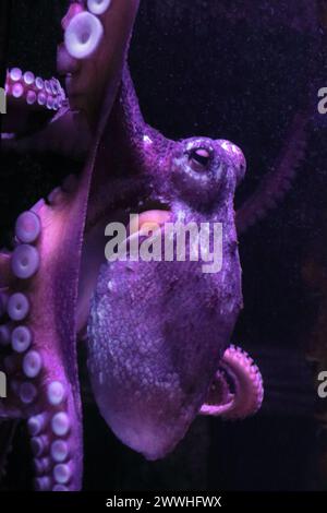 poulpe en action, visage, gros plan Banque D'Images