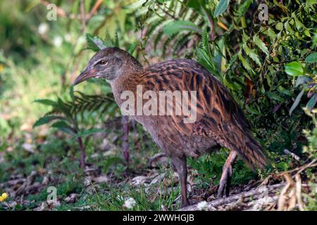 Un weka (Gallirallus australis), également connu sous le nom de poule maorie, ou poule des bois, est un oiseau endémique de Nouvelle-Zélande. Celui-ci près du lac Mahinapua. Banque D'Images