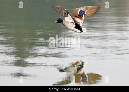 Un canard colvert vole au-dessus de la surface d'un étang Banque D'Images