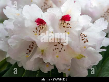 Une floraison blanche de Rhododendron Campbellii en pleine fleur Banque D'Images