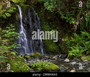 Une petite cascade parmi les fougères vertes luxuriantes, la mousse et le feuillage cascades dans un petit lit de ruisseau dans un parc Banque D'Images