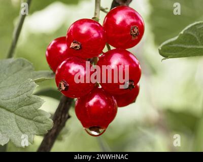 Une grappe de baies rouges pend d'une branche, entourée de feuilles vertes. Banque D'Images