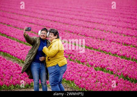 LISSE - touristes sous la pluie dans les champs de bulbes près du Keukenhof. ANP ROBIN UTRECHT pays-bas Out - belgique Out Banque D'Images