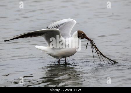 Goélette à tête noire (Chroicocephalus ridibundus) paternant dans l'eau, rameaux et roseaux dans le bec, prêts à décoller. Banque D'Images