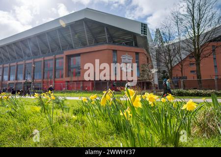 Jolies jonquilles en photo devant le stade Anfield, le stade du club de football de Liverpool photographié en mars 2024. Banque D'Images