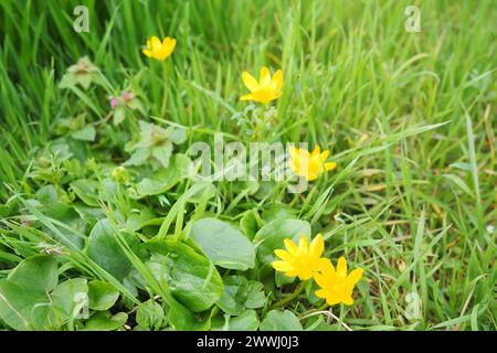 La Ficaria verna, Ranunculus ficaria, communément connue sous le nom de moindre célandine ou pilewort, est une plante à fleurs vivaces à faible croissance et sans poils dans le Banque D'Images