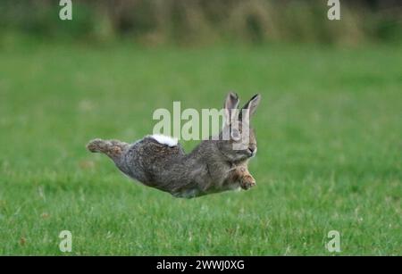 Un lapin sauvage court à travers un champ pendant le beau temps printanier près d'Ashford dans le Kent. Date de la photo : dimanche 24 mars 2024. Banque D'Images