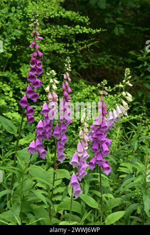 De jolies pointes de foxglove roses et violettes fleurissent et fleurissent dans un jardin. Banque D'Images