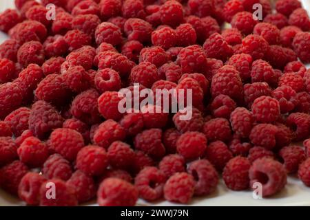Fond de framboise. Baies rouges fraîches de framboises mûres. Gros plan. Mise au point sélective. Vue de dessus. Banque D'Images
