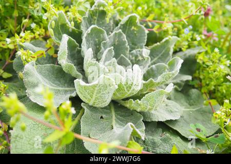 Salvia est le plus grand genre de plantes de la famille des sauges Lamiaceae. Au sein des Lamiaceae, Salvia fait partie de la tribu Mentheae au sein de la sous-famille Banque D'Images