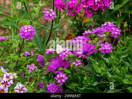 Un beau jardin fleuri de couleur rose planté de marguerites africaines, Lantana et Phlox, avec un papillon blanc chou pollinisant. Banque D'Images