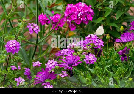 Un papillon blanc chou se trouve au sommet d'un jardin fleuri de fleurs roses planté de marguerites africaines, Lantana et fleurs de Phlox. Banque D'Images