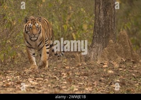 Tigre marchant le long de la lisière de la forêt, parc national de Kanha, Inde Banque D'Images