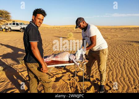 Mauritanie, alentours de Chami, l'abattage traditionnel de la chèvre dans les sables du désert Banque D'Images