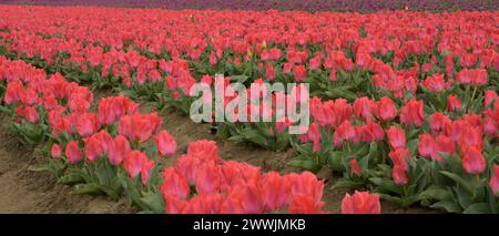 Ferme de tulipes de chaussures en bois à Woodburn, OR Banque D'Images