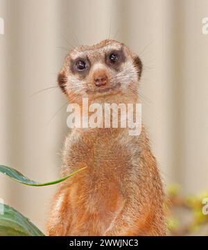 Portrait de suricate africaine, Suricata suricatta, haut du corps et visage de l'animal avec une expression perplexe regardant la caméra Banque D'Images