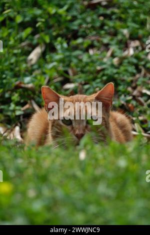 chat de gingembre assis sur l'herbe verte dans le jardin en été Banque D'Images