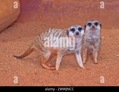 Deux suricates africaines, Suricata suricatta, debout côte à côte sur un sol de sable rouge regardant la caméra Banque D'Images